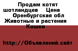 Продам котят шотландцев  › Цена ­ 500 - Оренбургская обл. Животные и растения » Кошки   